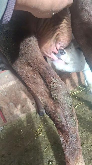 Козы, козлы: Продаю | Коза (самка) | Полукровка | Для молока — 7