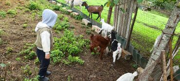 Keçi, çəpiş: Dişi, il: 2, Südlük -da lalafo.az — 2 Keçi, çəpiş: Dişi, il: 2, Südlük — 2