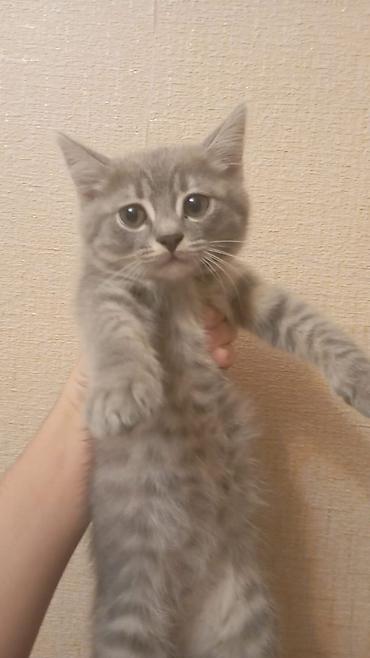 Кошки: Шотландская вислоухая — 5