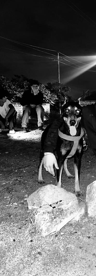 itler: Doberman, 1 ay, Dişi, Peyvəndli, Ödənişli çatdırılma — 4