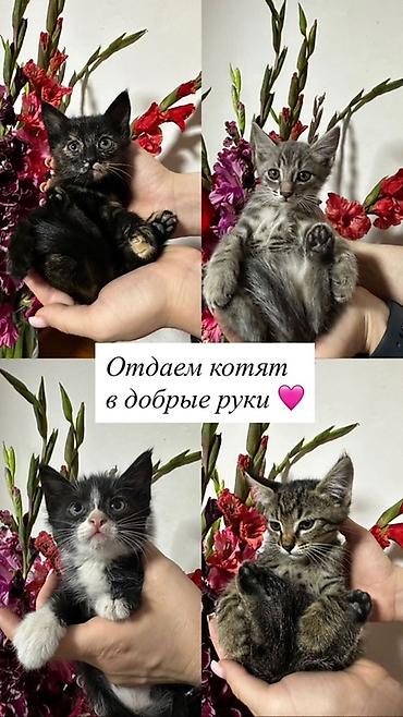 котят даром: Отдаем котят в добрые руки — 1