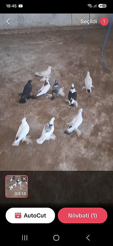 quş dami: Cins göyərçinlər dəsti - Növlər: ayaqları tüklü, uzun quyruqlu — 1