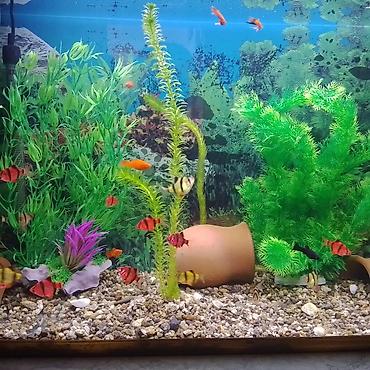 ucuz akvarium baliqlari: Salam.17,edet,barbus iri olculu,yetisgin baliqlardir,qiymet hamisina — 1