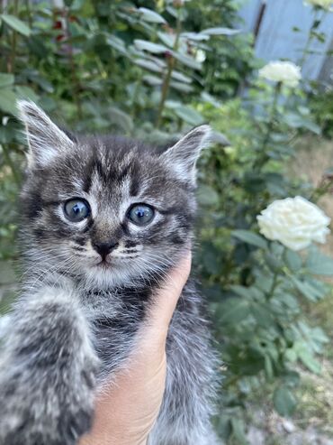 Кошки: Отдаем котят в добрые руки. Милым хвостикам ищем новый дом. Котятки