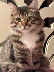 котят в добрые руки: Sinsilla 7 ayliq diwi son bala endirimle 30 azn Isle elagedar. Wp