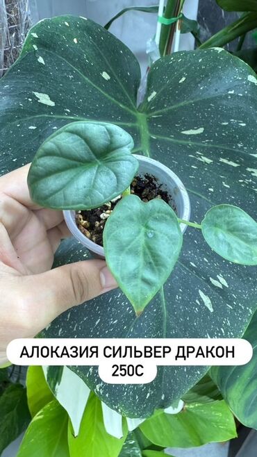 Алоказии: Алоказия Silver Dragon (Сильвер Дракон) - Коллекционное комнатное