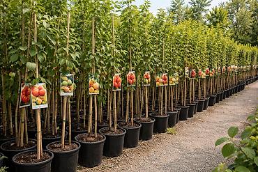 Tinglər: Meyvə və dekorativ ağac tingləri Təsvir: - Tərtər rayonu ərazisində — 20