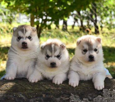 fotelja za pse: Sibirski Haski muški i ženski štenci. Srebrno beli. NEMAJU PLAVE