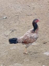 Toyuqlar: Heyratı toyuq satılır bir ədədi 60 manatdır tam sağlamdır türk sortudu -da lalafo.az — 7 Toyuqlar: Heyratı toyuq satılır bir ədədi 60 manatdır tam sağlamdır türk sortudu — 7