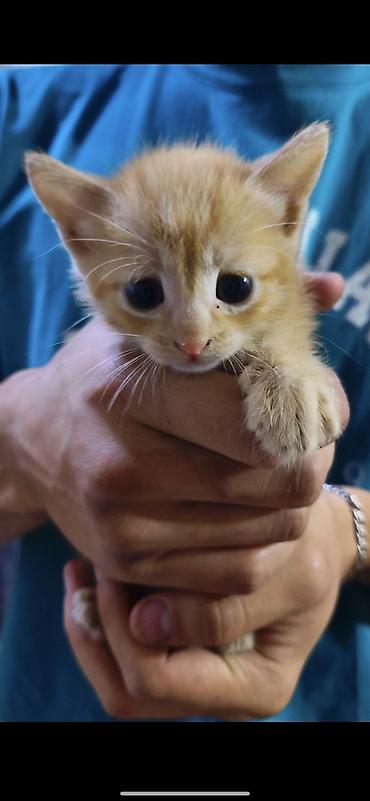 Кошки: Котики ищут дом и любящих хозяев))) есть котята 1,5 месяца и 3 — 6