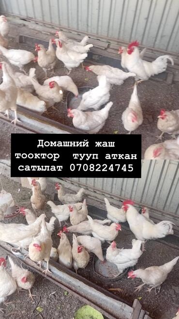 продаются щенки немецкой овчарки: Срочна продаётся ‼️