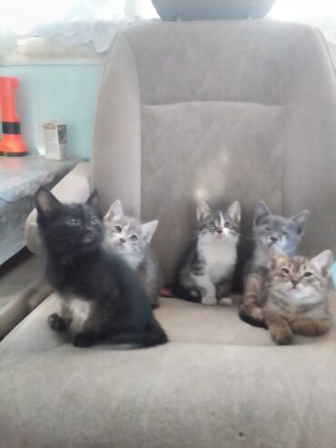 аренда животных: Отдам котят в хорошие руки возраст 1:5 месяц 2 кошечки 3 котика