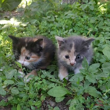 домик для кошек: 2 месяца, Мальчик