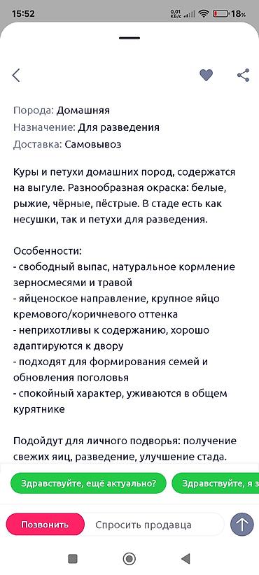 голуби птицы животные: Продаю | Куры | Домашняя | Для разведения — 3