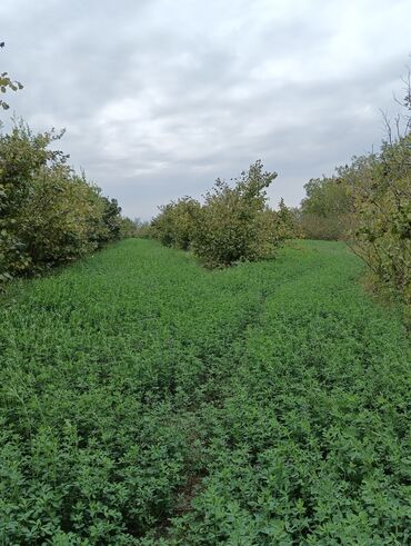 Ağaclar: Məhsul: Fındıq bağı və gilas bağı Təsvir: 1.20 Ha ərazidə 12illik — 6