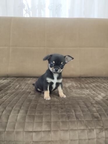 İtlər: Çixuahua, 2 ay, Erkek, Peyvəndli — 7