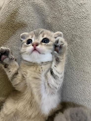 Кошки: Шотландская вислоухая — 5