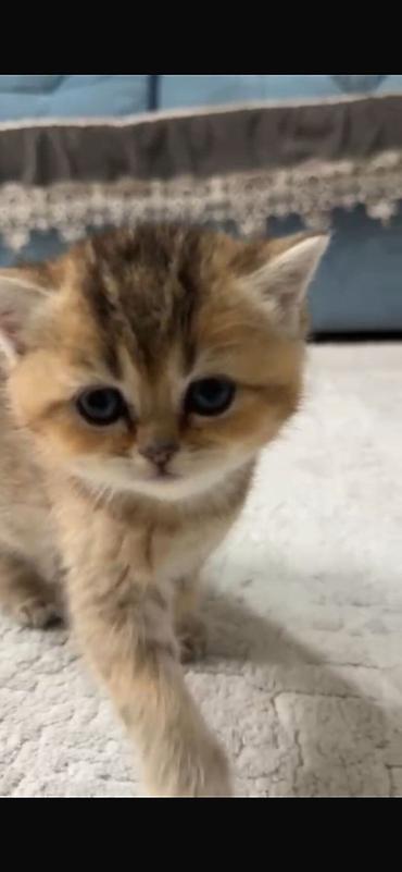 Pişiklər: Britan — 6