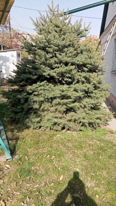 Ёлки: Живая ель (ёлки, ели, ёлка) Большая ель с пышной кроной и — 4