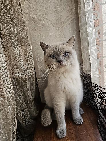 Кошки: Шотландская вислоухая — 4