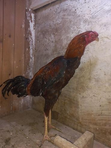 bala pitbul: Daş pipik assel beçə 11 aylıq. super heyvanların balasıdı. Atası — 2