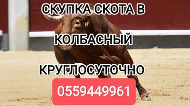 продаю лошадь: Куплю | Коровы, быки, Лошади, кони | Любое состояние, Забитый, На забой, на мясо