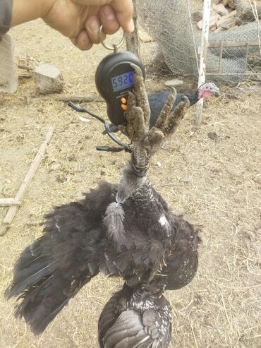 Индюки: Продаю | Индюк (самец) | Полукровка | На забой | Племенные — 5