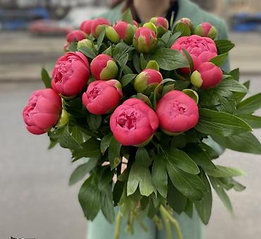 кызыл алма: Корни пиона из Голландии по три почки Сорт Корал Сансен Поставка — 1