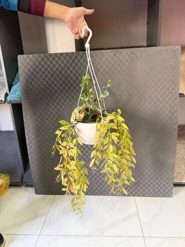 Otaq bitkiləri: Asma saksıda dekorativ yaşıl bitki - Ağ rəngli asma plastik saksı -da lalafo.az — 11 Otaq bitkiləri: Asma saksıda dekorativ yaşıl bitki - Ağ rəngli asma plastik saksı — 11