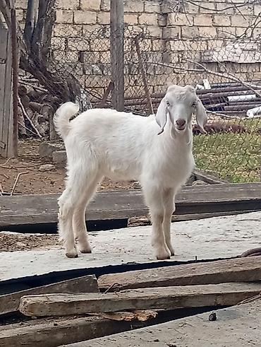 golden goat: Super damazlıq heleb cepişleri erkeydiler hamısı 3 aylıqdılar böyük — 4
