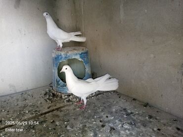 satiliq inekler: Enli quyruq ağlar satılır 18 17 tukduler.ikisde qızğın mayadi.cutu