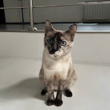 американский вислоухий кот: Очень красивая, ласковая и добрая кошечка с голубыми глазками