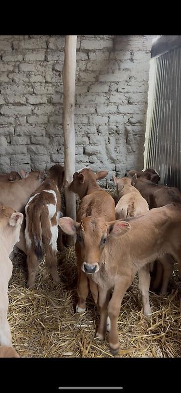 Dana, buzov: Satışda: dana balaları - Növ: yerli cins ətlik/südlük istiqamətə — 26