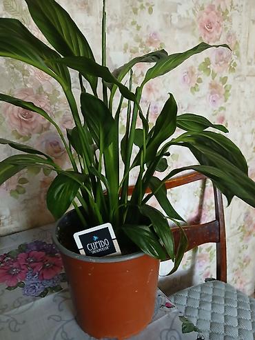 спатифиллюм: Спатифиллум Cupido (Spathiphyllum) в пластиковом горшке. - Компактный — 1