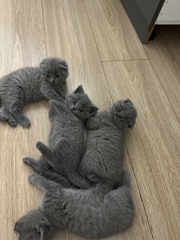 шотландская вислоухая кошка фото цена: Скотиш Фолд (Шотландская вислоухая), 1 месяц, Девочка, Серый, Приучена к лотку