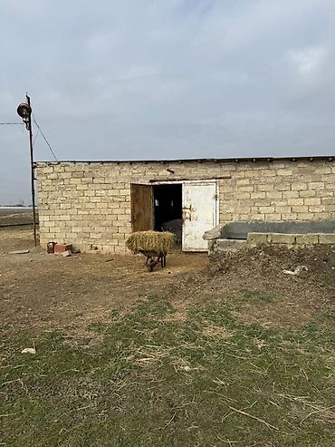 İcarəyə binalar: Torpaq sahəsi icarəyə verilir. Hövsan qəsəbəsində yerləşən ferma — 1