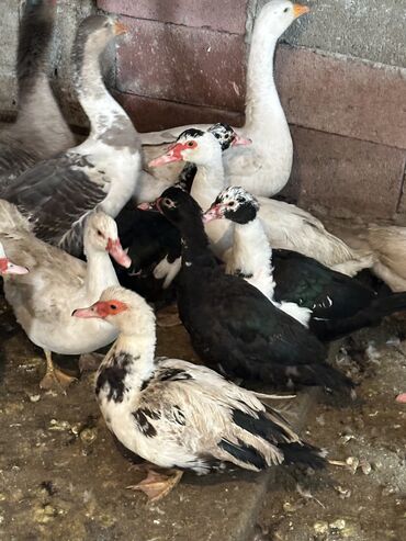 Другие животные: Индоутки — 13