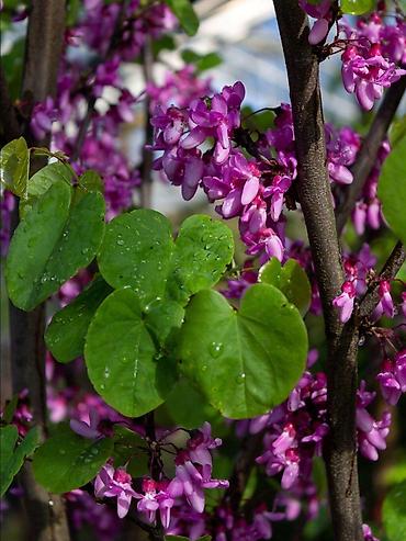 tikanlı bitkilər: Cercis gülü çox münasib qiymətə satişda var sifariş üçün əlaqə saxlaya — 3