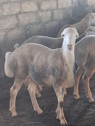 keci satşı: Quzu.Erkək super kök quzular.Diri çəkisi 9 AZN.Beyləqan cinsidir. 3-4 — 10
