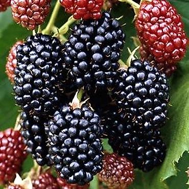 Другие виды семян и саженцев: Продаём саженцы смородины алтайский местный .(обмен есть рассмотрим — 20