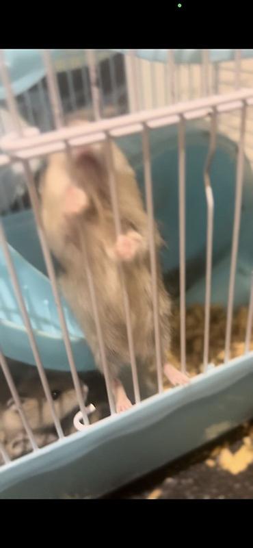 ev itləri balaca: 7 Hamster + qəfəs dəsti - Növbənöv xırda gəmirici üçün uyğun hamster — 7
