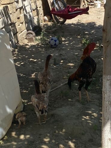 səbzi quşu: Şamo cinsi 1 xoruz 2 fərə 1 dənə də balasi var hamisi baci qardaşdi 1