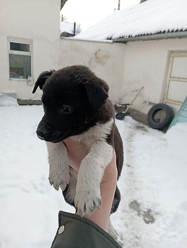 Отдам даром собаку: Щеночки звоночки, 2 месяца .вырастут небольшого роста . бесплатно — 5