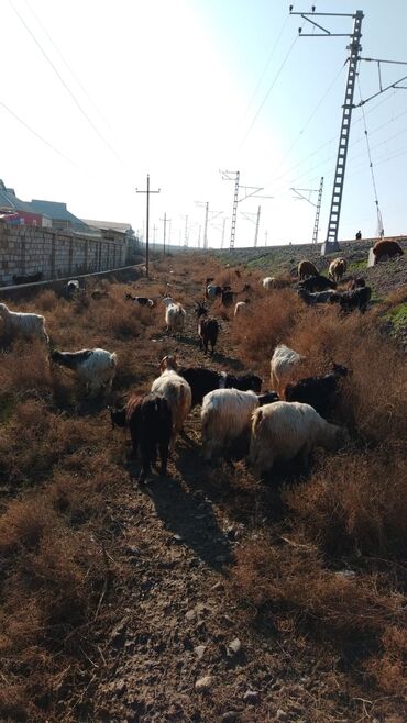 sannen keciləri: Dişi, il: 2, 40 kq, Südlük, Ödənişli çatdırılma