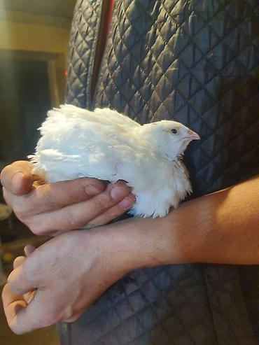 Птицы: Перепелки, Бөдөнө. Суточные, недельные, трехнедельные месячного — 11