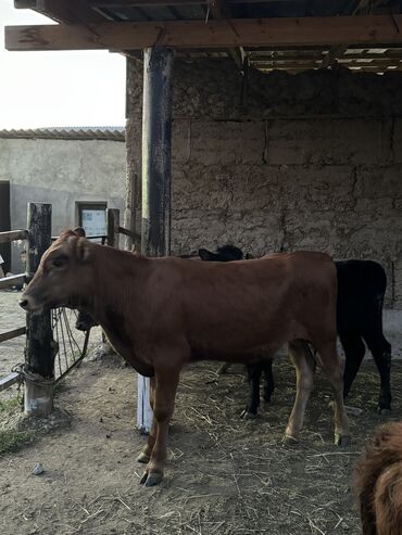 Коровы, быки: Продаю | Бык (самец) | Монбельярд | Для разведения | Искусственник