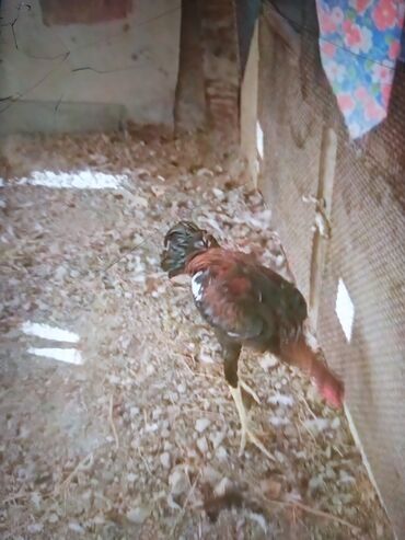 Xoruzlar: Məhsul: Uzunboyun döyüş tipi xoruz (fotoşəkillərdəki) Təsvir: - — 6