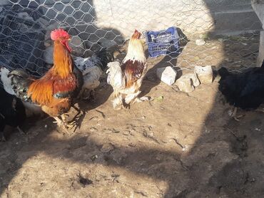 Куры, петухи: Продаю | Куры, Петух | Домашняя | На забой, Для разведения, Несушки — 11