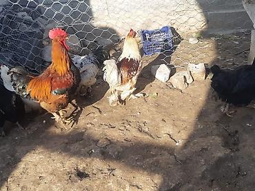 кох: Продаю | Куры | Домашняя, Полубрама, КОББ 500 | Для разведения, Для боев, На забой — 6