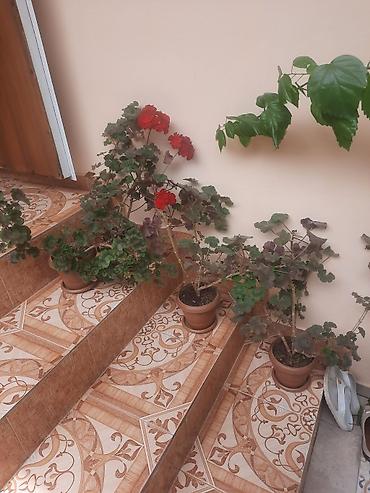 Çöl bitkiləri: Qırmızı çiçəkli sardunya (geranium) saksı gülləri 4 eded qiymeti 30 — 1